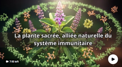 La plante sacrée et de longévité