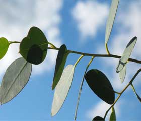 Eucalyptus <i>(Eucalyptus globulus)</i>