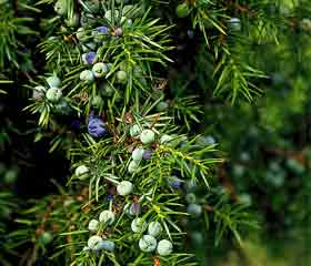 Genévrier <i>(Juniperus communis)</i>