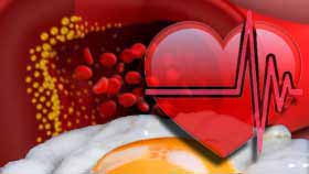 Le  cholestérol des aliments ne serait pas le responsable des crises cardiaques!