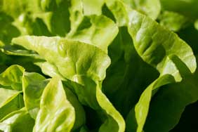 Les légumes à feuilles vertes peuvent prévenir la stéatose du foie