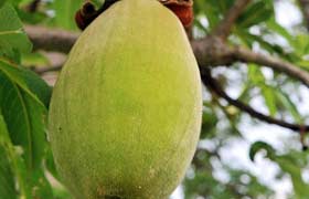 Le baobab, ce fruit originaire d'Afrique, aux nombreuses propriétés nutritives  permet de contrôler la glycémie.